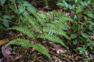 Farn Blätter mit andere Pflanzen auf das Boden im Wald foto