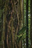 schließen oben von alt Baum Kofferraum im das Urwald von Costa Rica foto