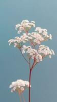 Babys Atem Blumen Gypsophila paniculata verschwommen Hintergrund. ai generiert foto