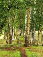 Weg durch Silver Birch Bäume in einem Wald bei Skipwith Common North Yorkshire England foto