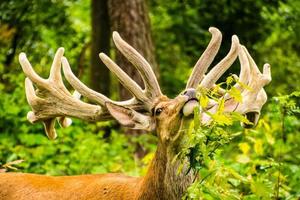 Hirsche im Wald foto