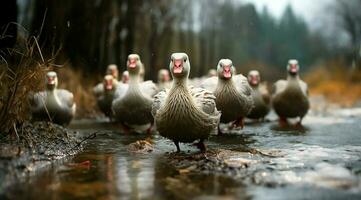 ein Bündel von Weiß Gänse Gehen foto