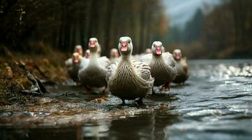 ein Bündel von Weiß Gänse Gehen foto