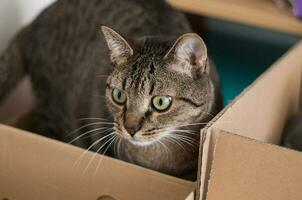 süß Erwachsene Katze spielerisch im ein Papier Box foto