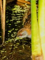 Baillons Crake im Australien foto