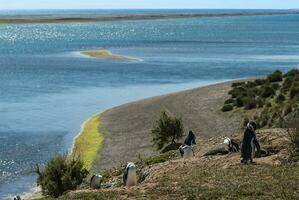 Pinguine im Caleta Valdés, Halbinsel Valdés, Patagonien, Argentinien foto