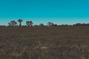 blumig Landschaft im Jahrgang Farbe bewirken foto