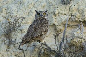 großartig gehörnt Eule, Bubo Virginianus nacurutu, Halbinsel Valdes, Patagonien, Argentinien. foto