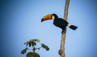 toco Tukan, im Wald Umwelt, Pantanal, Brasilien foto