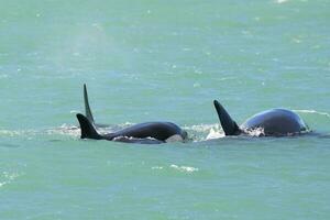 Orcas Schwimmen auf das Oberfläche, Halbinsel Valdes, Patagonien Argentinien foto