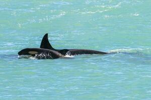 Orca Familie mit Baby, Punta norte Natur Reservieren, Patagonien, Argentinien foto