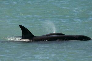 Orcas Schwimmen auf das Oberfläche, Halbinsel Valdes, Patagonien Argentinien foto