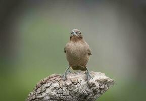 braun Cacholote , Patagonien , Argentinien foto