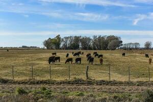 das Vieh erziehen mit natürlich Weiden im Pampas Landschaft, la Pampa Provinz, Patagonien, Argentinien. foto