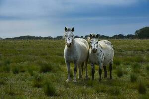 Herde von Pferde im das Land, la Pampa Provinz, Patagonien, Argentinien. foto