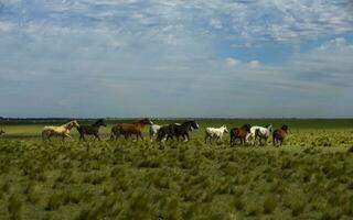 Herde von Pferde im das Land, la Pampa Provinz, Patagonien, Argentinien. foto