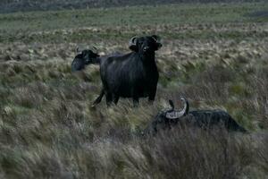 Wasser Büffel, Bubalus Bubalis, Spezies eingeführt im Argentinien, la Pampa Provinz, Patagonien. foto