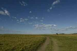 Pampas Gras Landschaft, la Pampa Provinz, Patagonien, Argentinien. foto