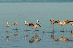 Flamingos sich ausruhen im ein salzig Lagune, la Pampa Provinz, Patagonien, Argentinien. foto