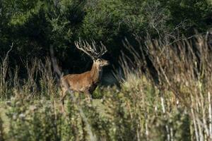 rot Hirsch im calden Wald Umfeld, la Pampa, Argentinien, Parque luro, Natur Reservieren foto