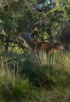 rot Hirsch im calden Wald Umfeld, la Pampa, Argentinien, Parque luro, Natur Reservieren foto