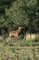 rot Hirsch im calden Wald Umfeld, la Pampa, Argentinien, Parque luro, Natur Reservieren foto