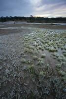 Salpeter auf das Fußboden von ein Lagune im ein halb Wüste Umfeld, la Pampa Provinz, Patagonien, Argentinien. foto