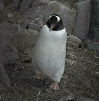 Gentoo Pinguin, Pygoscelis Papua, Antarktis. foto