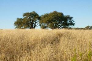 calden Baum Landschaft, la Pampa Provinz, Patagonien, Argentinien. foto