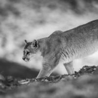 Puma Gehen im Berg Umfeld, torres del paine National Park, Patagonien, Chile. foto