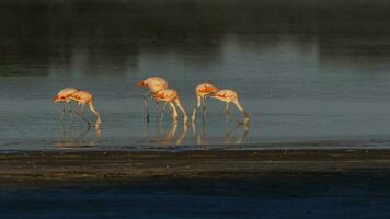 Flamingos sich ausruhen im ein salzig Lagune, la Pampa Provinz, Patagonien, Argentinien. foto