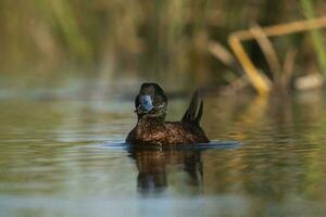 See Ente im Pampas Lagune Umfeld, la Pampa Provinz, Patagonien , Argentinien. foto