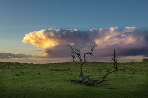 calden Baum Landschaft, la Pampa Provinz, Patagonien, Argentinien. foto