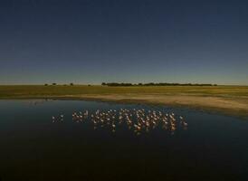 Flamingos im Patagonien , Antenne Aussicht foto