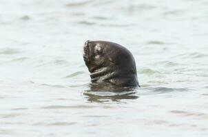 Baby Meer Löwe , Patagonien Argentinien foto