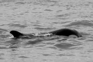 Orca angreifen Meer Löwen, Patagonien Argentinien foto