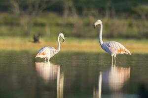 Herde von Flamingos im ein salzig Lagune, Patagonien, Argentinien foto