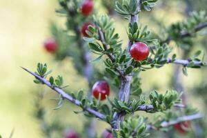 klein rot wild Früchte im das Pampas Wald, Patagonien, Argentinien foto