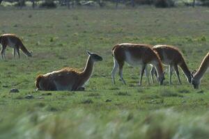 Lama Tier, , im Pampas Wiese Umfeld, la Pampa Provinz, Patagonien, Argentinien foto