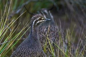 elegant mit Haube tinamu, Eudromie elegans, Pampas Wiese Umfeld, la Pampa Provinz, Patagonien, Argentinien. foto