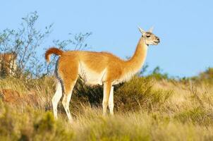 Guanakos im lihue Calel National Park, la Pampa, Patagonien, Argentinien. foto