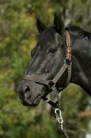 schwarz Zucht Pferd, Porträt, la Pampa Provinz, Patagonien, Argentinien. foto
