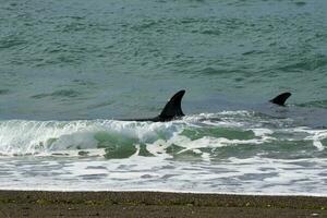 Orcas Jagd Meer Löwen, Patagonien , Argentinien foto