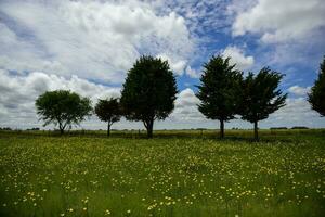 wild Blumen und Kiefern, Patagonien foto