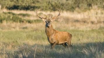 rot Hirsch Herde im calden Wald, la Pampa, Argentinien. foto