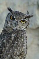 großartig gehörnt Eule, Bubo Virginianus nacurutu, Halbinsel Valdes, Patagonien, Argentinien. foto