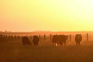 das Vieh im Pampas Landschaft beim Dämmerung, Patagonien, Argentinien foto