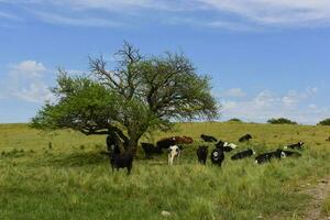 lenkt gefüttert auf Weide, la Pampa, Argentinien foto