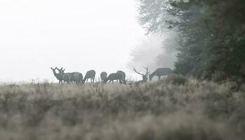 rot Hirsch im das Nebel, Argentinien, Parque luro Natur Reservieren foto