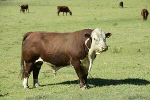 Stier im Argentinien Landschaft, Buenos Aires Provinz, Argentinien. foto